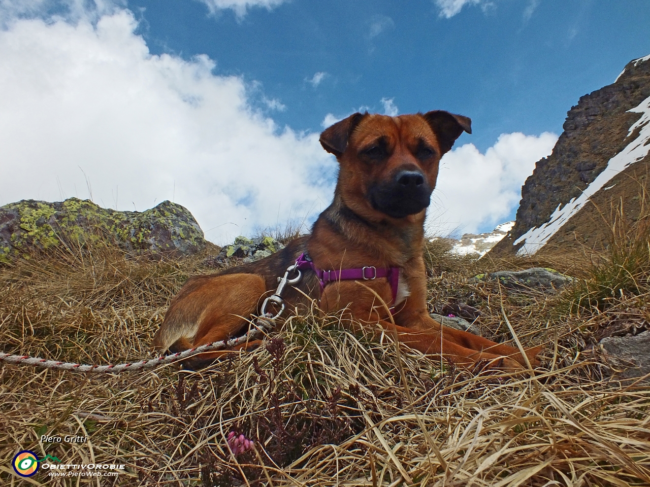 53 Io sono un cane montagnino!.JPG